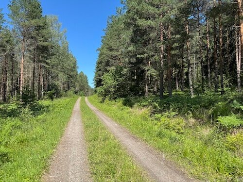 Fin skogsväg